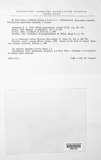 Puccinia caricis image